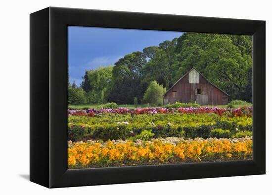 Old Barn and Flower Nursery, Willamette Valley, Oregon, USA-Jaynes Gallery-Framed Premier Image Canvas