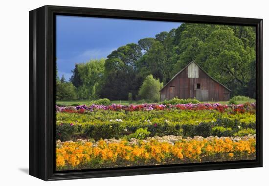 Old Barn and Flower Nursery, Willamette Valley, Oregon, USA-Jaynes Gallery-Framed Premier Image Canvas