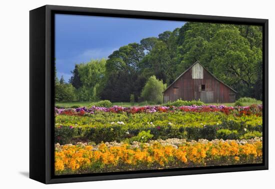 Old Barn and Flower Nursery, Willamette Valley, Oregon, USA-Jaynes Gallery-Framed Premier Image Canvas