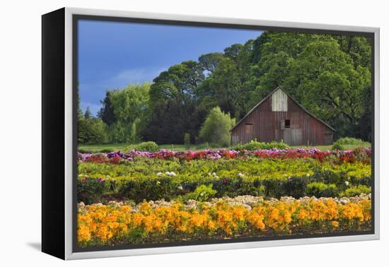 Old Barn and Flower Nursery, Willamette Valley, Oregon, USA-Jaynes Gallery-Framed Premier Image Canvas