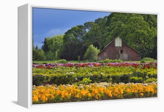 Old Barn and Flower Nursery, Willamette Valley, Oregon, USA-Jaynes Gallery-Framed Premier Image Canvas