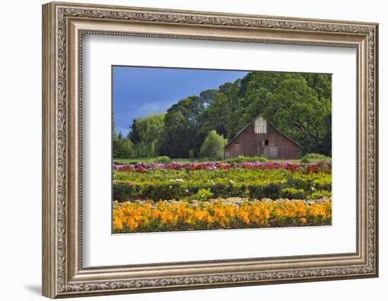 Old Barn and Flower Nursery, Willamette Valley, Oregon, USA-Jaynes Gallery-Framed Premium Photographic Print