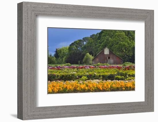 Old Barn and Flower Nursery, Willamette Valley, Oregon, USA-Jaynes Gallery-Framed Premium Photographic Print