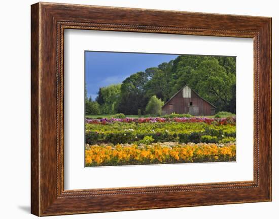 Old Barn and Flower Nursery, Willamette Valley, Oregon, USA-Jaynes Gallery-Framed Premium Photographic Print