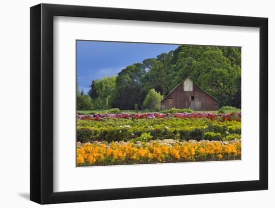 Old Barn and Flower Nursery, Willamette Valley, Oregon, USA-Jaynes Gallery-Framed Premium Photographic Print