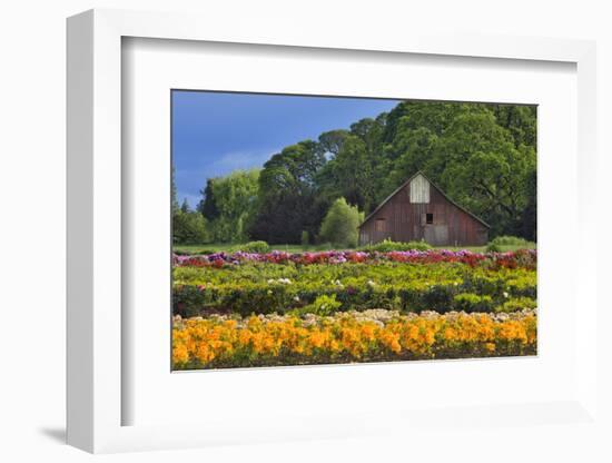 Old Barn and Flower Nursery, Willamette Valley, Oregon, USA-Jaynes Gallery-Framed Premium Photographic Print