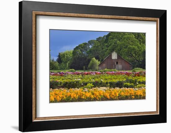 Old Barn and Flower Nursery, Willamette Valley, Oregon, USA-Jaynes Gallery-Framed Photographic Print