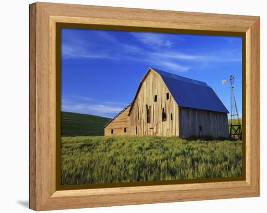 Old Barn and Spring Wheat Field-Terry Eggers-Framed Premier Image Canvas