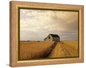 Old Barn in Maturing Spring Wheat Field, Tiger Hills, Manitoba, Canada.-Dave Reede-Framed Premier Image Canvas