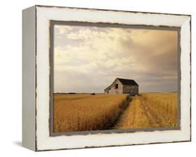 Old Barn in Maturing Spring Wheat Field, Tiger Hills, Manitoba, Canada.-Dave Reede-Framed Premier Image Canvas