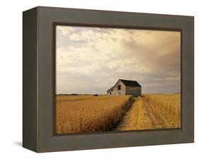 Old Barn in Maturing Spring Wheat Field, Tiger Hills, Manitoba, Canada.-Dave Reede-Framed Premier Image Canvas