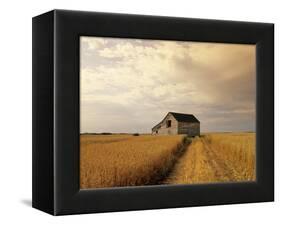 Old Barn in Maturing Spring Wheat Field, Tiger Hills, Manitoba, Canada.-Dave Reede-Framed Premier Image Canvas