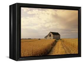 Old Barn in Maturing Spring Wheat Field, Tiger Hills, Manitoba, Canada.-Dave Reede-Framed Premier Image Canvas