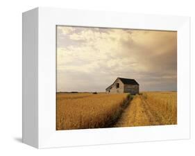 Old Barn in Maturing Spring Wheat Field, Tiger Hills, Manitoba, Canada.-Dave Reede-Framed Premier Image Canvas