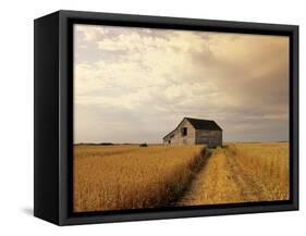 Old Barn in Maturing Spring Wheat Field, Tiger Hills, Manitoba, Canada.-Dave Reede-Framed Premier Image Canvas
