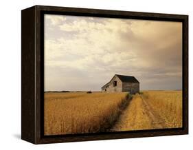 Old Barn in Maturing Spring Wheat Field, Tiger Hills, Manitoba, Canada.-Dave Reede-Framed Premier Image Canvas