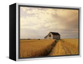 Old Barn in Maturing Spring Wheat Field, Tiger Hills, Manitoba, Canada.-Dave Reede-Framed Premier Image Canvas