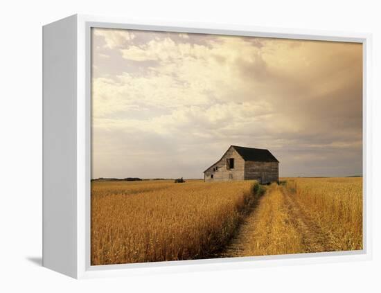 Old Barn in Maturing Spring Wheat Field, Tiger Hills, Manitoba, Canada.-Dave Reede-Framed Premier Image Canvas