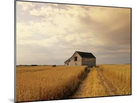 Old Barn in Maturing Spring Wheat Field, Tiger Hills, Manitoba, Canada.-Dave Reede-Mounted Photographic Print