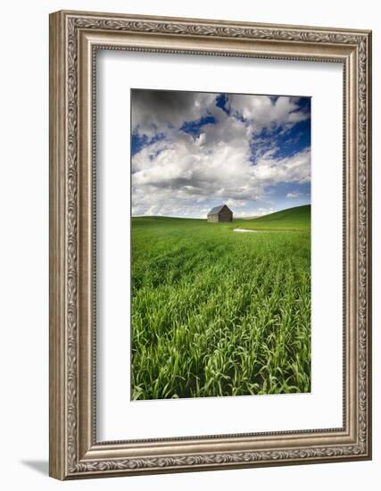 Old Barn in Spring Wheat Field with Beautiful Clouds-Terry Eggers-Framed Photographic Print