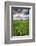 Old Barn in Spring Wheat Field with Beautiful Clouds-Terry Eggers-Framed Photographic Print