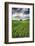 Old Barn in Spring Wheat Field with Beautiful Clouds-Terry Eggers-Framed Photographic Print