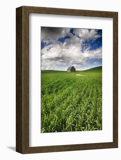 Old Barn in Spring Wheat Field with Beautiful Clouds-Terry Eggers-Framed Photographic Print