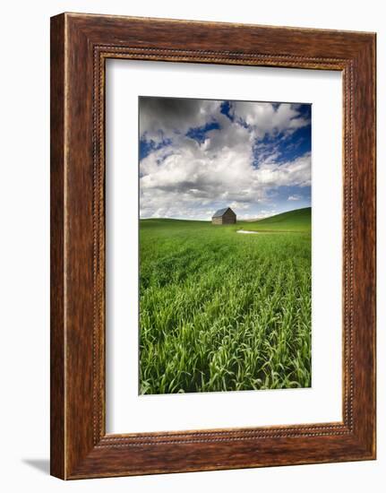 Old Barn in Spring Wheat Field with Beautiful Clouds-Terry Eggers-Framed Photographic Print