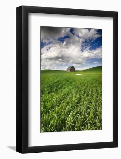 Old Barn in Spring Wheat Field with Beautiful Clouds-Terry Eggers-Framed Photographic Print