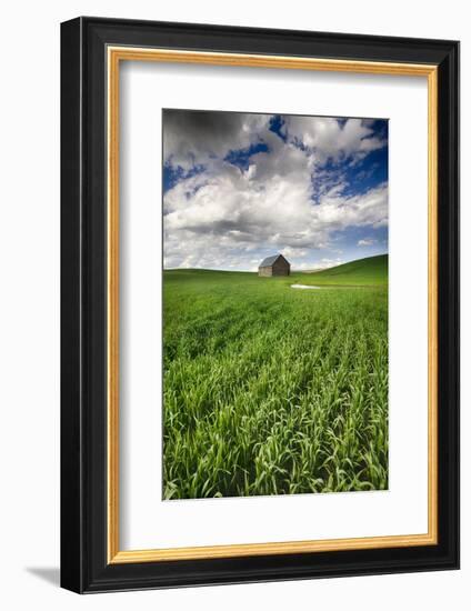 Old Barn in Spring Wheat Field with Beautiful Clouds-Terry Eggers-Framed Photographic Print