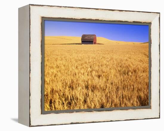 Old Barn in Wheat Field, Eastern Washington-Darrell Gulin-Framed Premier Image Canvas