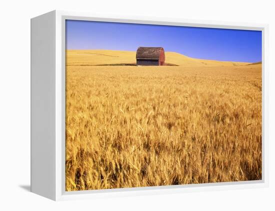 Old Barn in Wheat Field, Eastern Washington-Darrell Gulin-Framed Premier Image Canvas