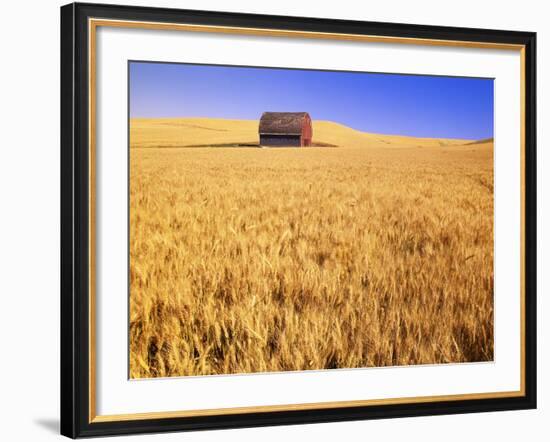 Old Barn in Wheat Field, Eastern Washington-Darrell Gulin-Framed Photographic Print