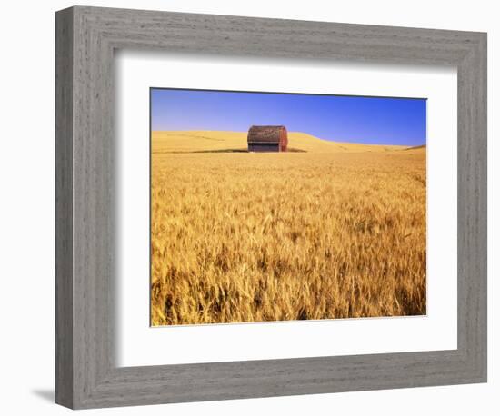 Old Barn in Wheat Field, Eastern Washington-Darrell Gulin-Framed Photographic Print