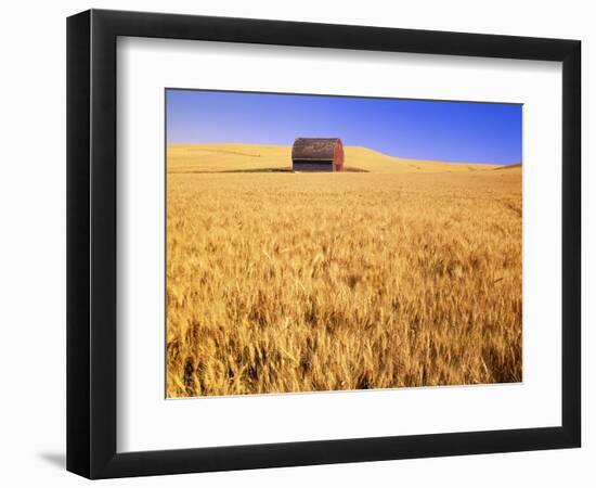 Old Barn in Wheat Field, Eastern Washington-Darrell Gulin-Framed Photographic Print