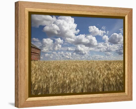 Old Barn in Wheat Field-Benjamin Rondel-Framed Premier Image Canvas