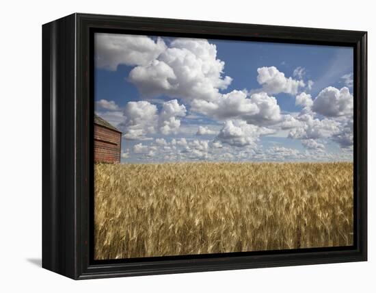 Old Barn in Wheat Field-Benjamin Rondel-Framed Premier Image Canvas