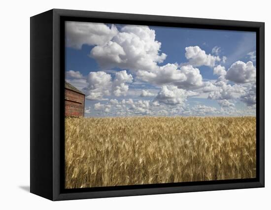 Old Barn in Wheat Field-Benjamin Rondel-Framed Premier Image Canvas
