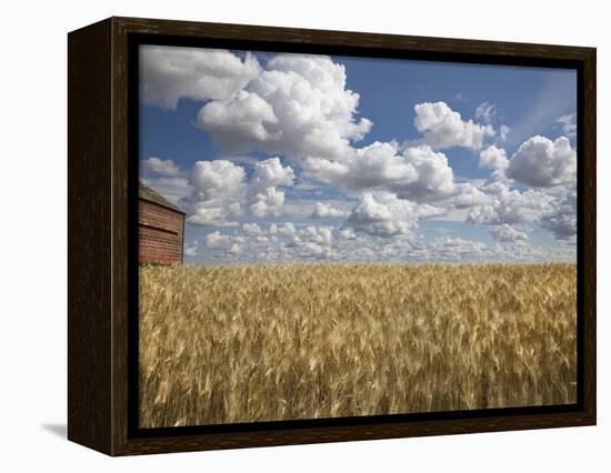 Old Barn in Wheat Field-Benjamin Rondel-Framed Premier Image Canvas