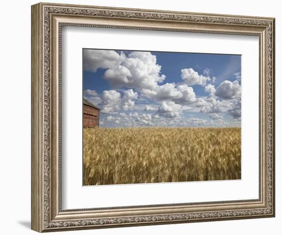 Old Barn in Wheat Field-Benjamin Rondel-Framed Photographic Print