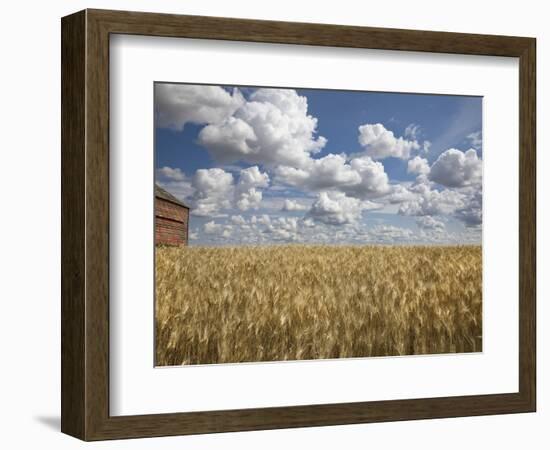 Old Barn in Wheat Field-Benjamin Rondel-Framed Photographic Print
