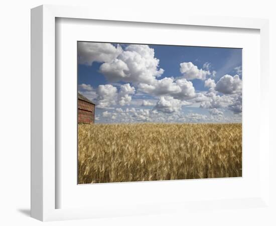 Old Barn in Wheat Field-Benjamin Rondel-Framed Photographic Print