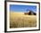 Old Barn in Wheatfield near Harvest Time, Whitman County, Washington, USA-Julie Eggers-Framed Photographic Print