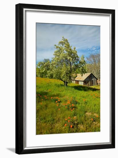 Old barn next to a colorful bouquet of spring flowers and California Poppies near Lake Hughes, CA-null-Framed Photographic Print