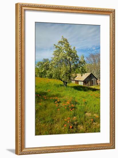 Old barn next to a colorful bouquet of spring flowers and California Poppies near Lake Hughes, CA-null-Framed Photographic Print