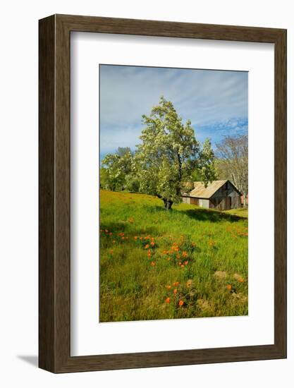 Old barn next to a colorful bouquet of spring flowers and California Poppies near Lake Hughes, CA-null-Framed Photographic Print