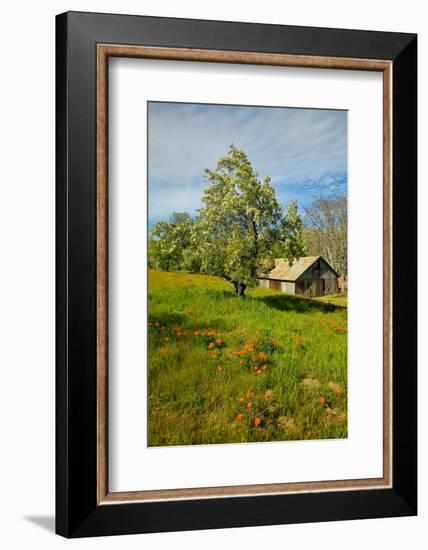 Old barn next to a colorful bouquet of spring flowers and California Poppies near Lake Hughes, CA-null-Framed Photographic Print