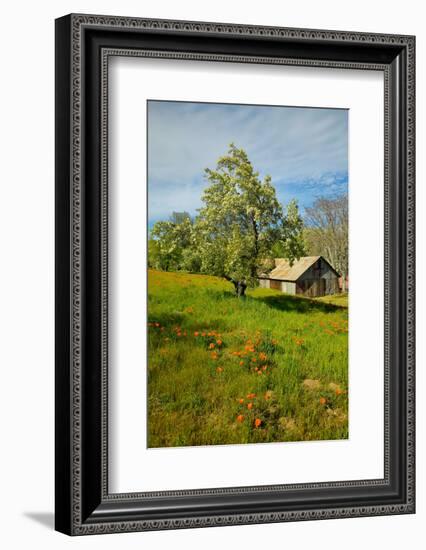 Old barn next to a colorful bouquet of spring flowers and California Poppies near Lake Hughes, CA-null-Framed Photographic Print