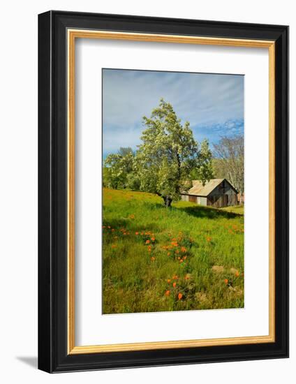 Old barn next to a colorful bouquet of spring flowers and California Poppies near Lake Hughes, CA-null-Framed Photographic Print