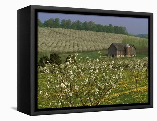 Old Barn Next to Blooming Cherry Orchard and Field of Dandelions, Leelanau County, Michigan, USA-Mark Carlson-Framed Premier Image Canvas
